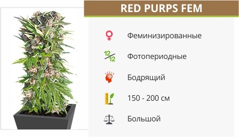Red Purps fem от Female Seeds