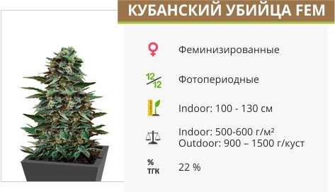 Сорт марихуаны Кубанский убийца Кубанский убийца от Kalashnikov Seeds