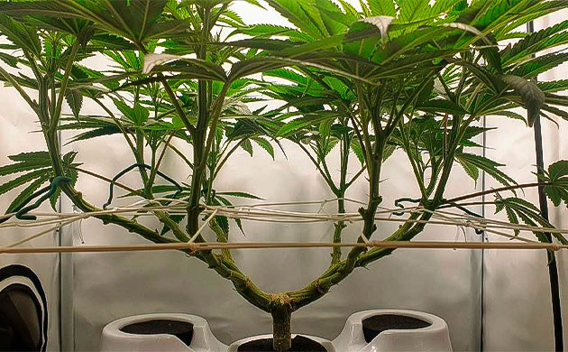 Появление терпенов у конопли Появление первых пестиков