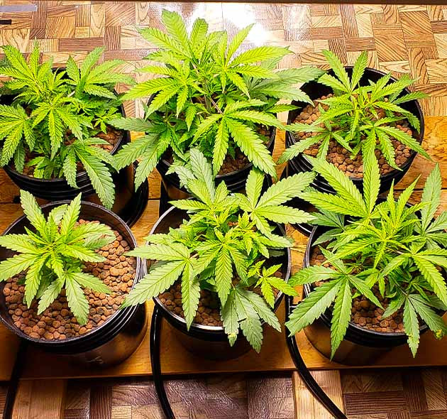 Кусты Mimosa Shot ростом 25см