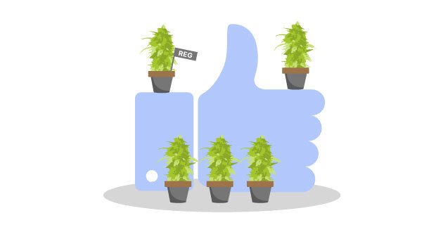 Пять недорогих регулярных сортов марихуаны