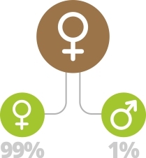 Феминизированные семена конопли Феминизированные семена конопли
