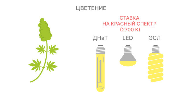 Использование разнообразных спектров излучения на стадии цветения каннабиса Использование различных спектров излучения во время цветения каннабиса