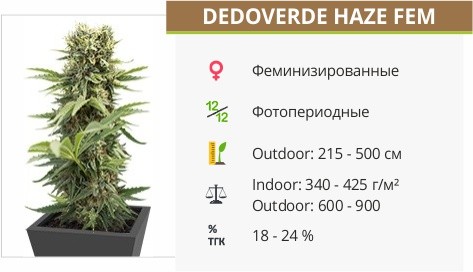 Dedoverde Haze fem от Humboldt Seeds