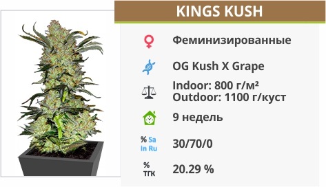 Kings Kush Kings Kush