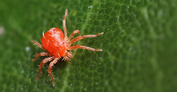 Красный паучок