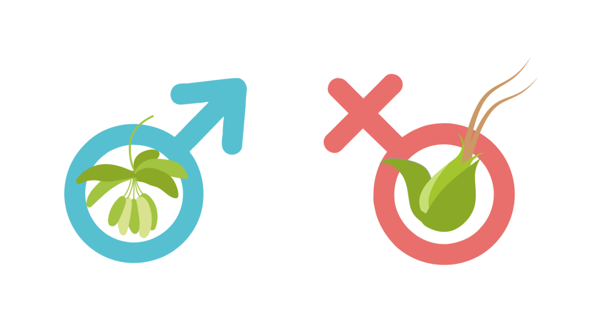 Мужское и женское растение конопли