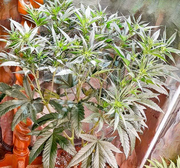 Куст Fullgas с вертикальным ростом и подготовкой к цветению