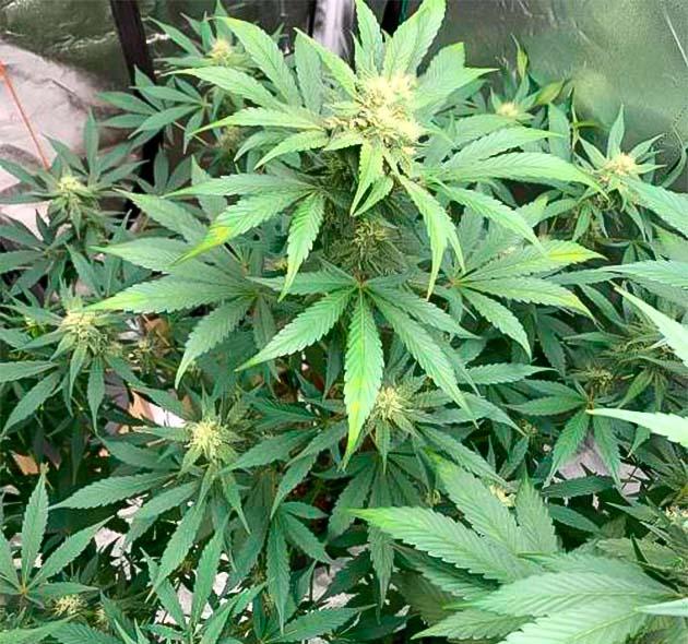 Рост сорта конопли Purple Lemonade Auto на 7 неделе