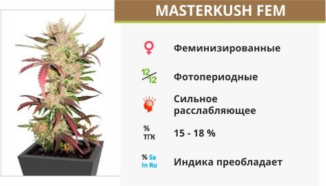 Masterkush fem (Dutch Passion)