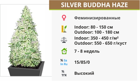 Silver Buddha Haze Silver Buddha Haze