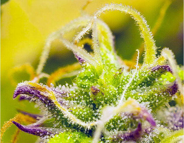 Трихомы и стигмы конопли