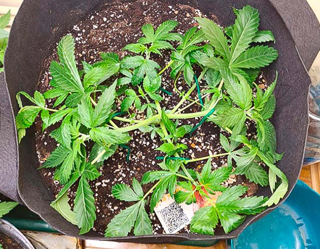 Auto Orange Bud рост 25 см