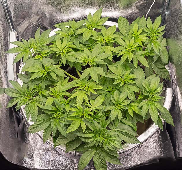 Окончание стадии вегетации на 4 неделе Куст конопли в гроубоксе