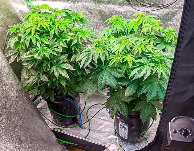 Рост Blue Gelato 41 70 см за неделю Быстрый рост конопли и переход к цветению