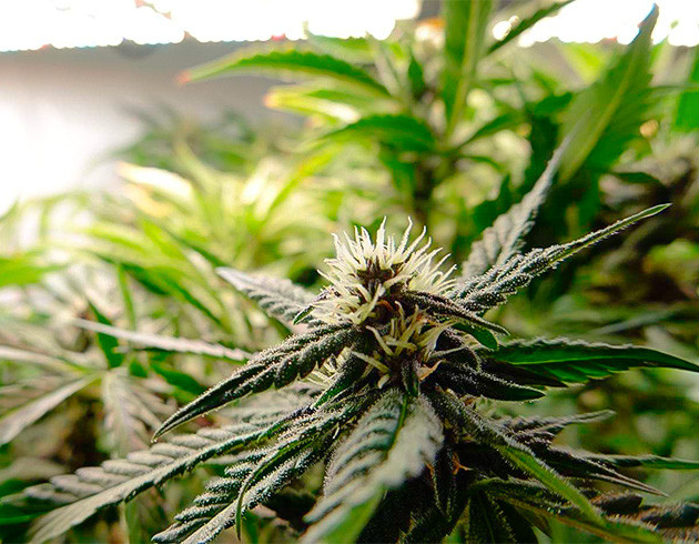 Сладковато-цветочный аромат автоцвета