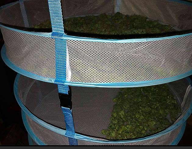 Харвест сорта Bruce Banner #3