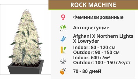 Rock Machine auto (Doctor’s Choise)