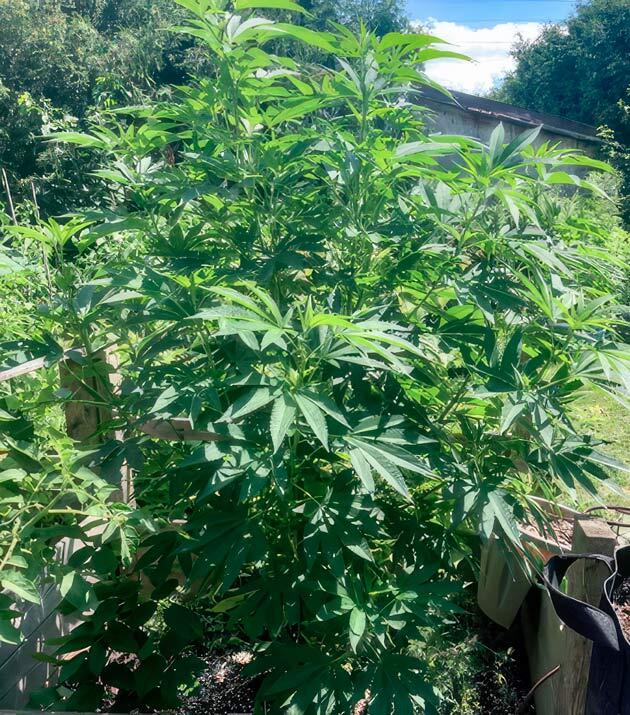 Марихуана в открытом грунте при жаркой погоде и регулярном поливе