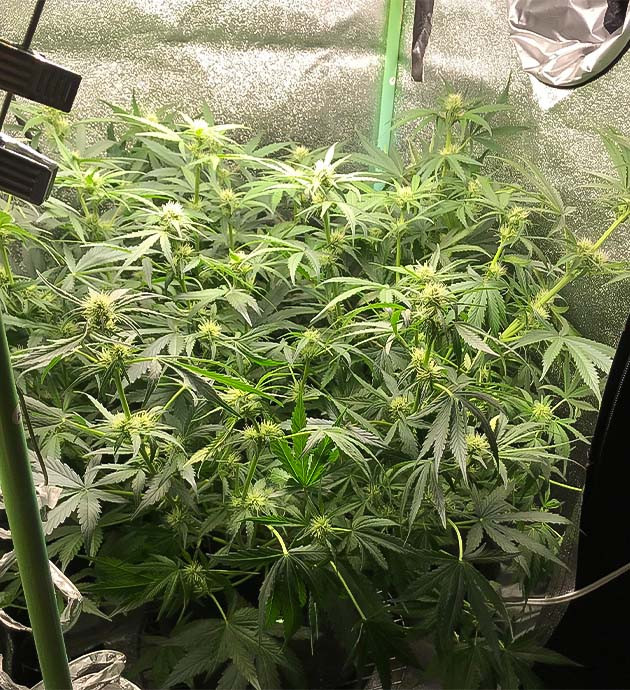 Куст ростом 60 см