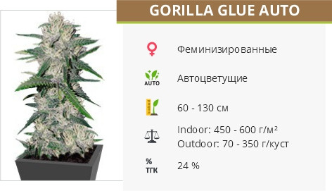 Gorilla Glue Auto от FastBuds