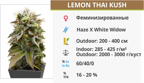 описание сорта Lemon Thai Kush