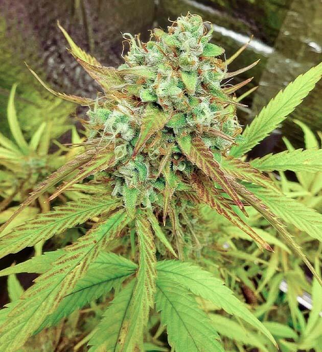 Шишка сорта конопли Wedding Cake Auto