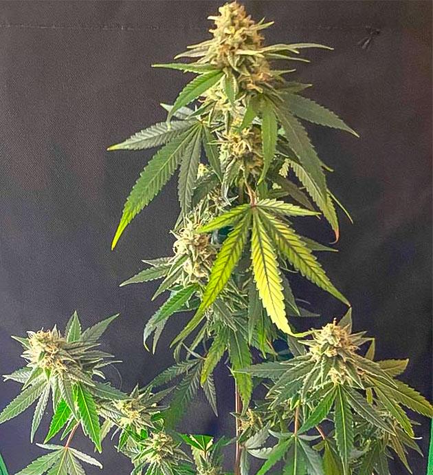 Поломка ветки перед харвестом: конопля на финишной прямой Конопля на 14 неделе роста