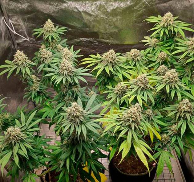 Гермафродитизм конопли Конопля гермафродит