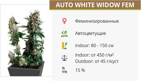 Auto White Widow fem (Pyramid Seeds)