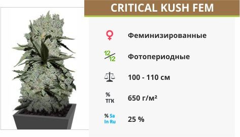 Сорт марихуаны Critical Kush Critical Kush fem (Barney's Farm)