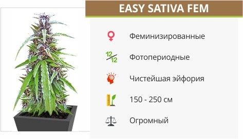 Easy Sativa fem от Female Seeds