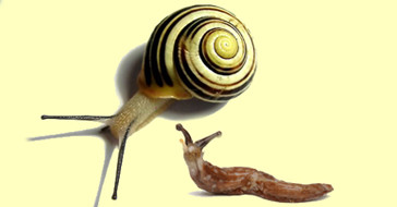 Слизни и улитки