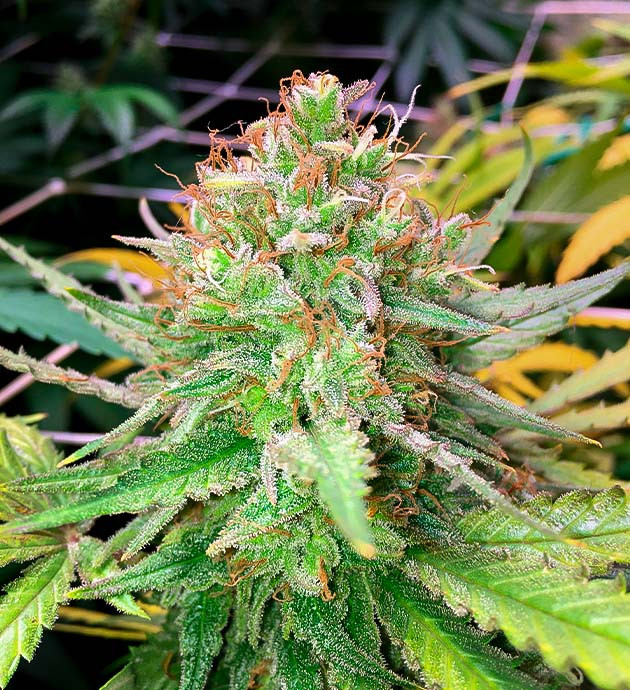 Завершение жизненого цикла Шишка Grandaddy Purple перед харвестом