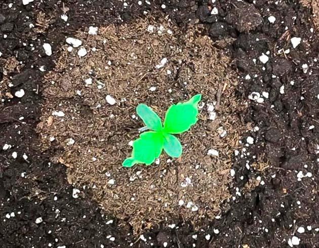 Конопля после пересадки