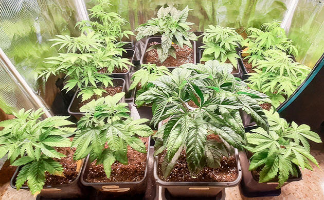 Куст конопли Fullgas после пересадки в горшок 18 л