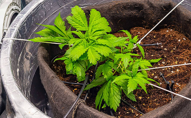 Техника LST на 4 неделе