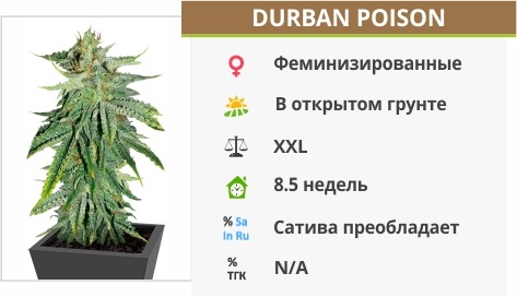 Durban Poison Durban Poison