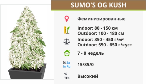 Sumos OG Kush Sumos OG Kush