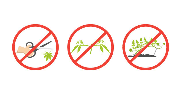 Минимизация стресса для каннабиса при высоких температурах