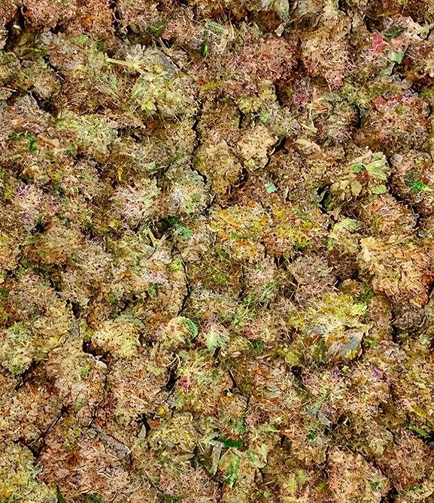 Собранные шишки конопли