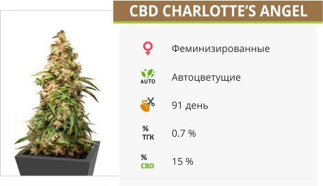 CBD Auto Charlotte’s Angel от Dutch Passion