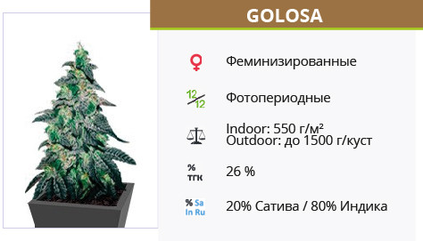 Сорт конопли Golosa Golosa от Delicious Seeds