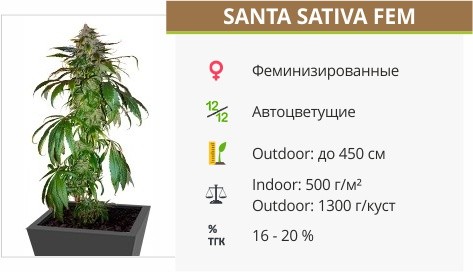 Santa Sativa fem от Dinafem Seeds