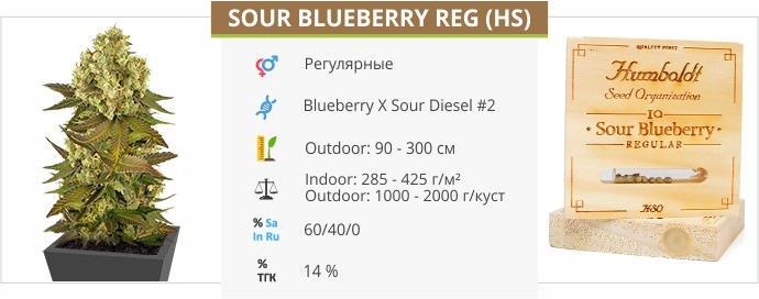 Sour Blueberry reg