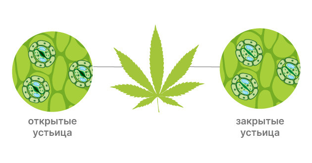 Понимание влияния жары на каннабис