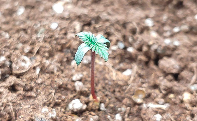 Росток Blueberry OG