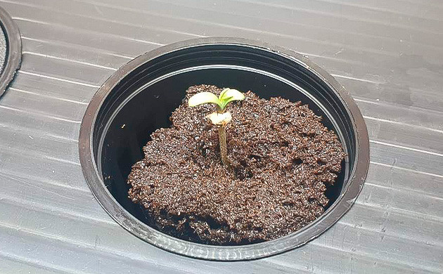 Проращивание и высадка в грунт Росток конопли Green Gelato