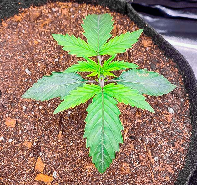 Росток сорта Wedding Cake Auto