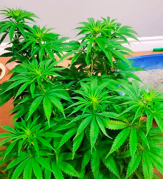 Куст каннабиса на 10 неделе роста